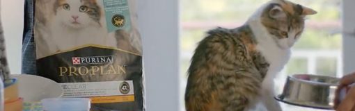 Purina por la alergia, gatos