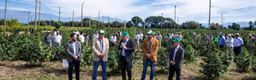 Cannãva: inicia cosecha cannabis 2022, Jujuy